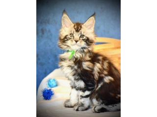 maine-coon-breeders-trusted-reputable-maine-coon-breeders-small-0
