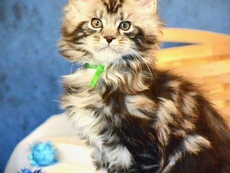 maine-coon-breeders-trusted-reputable-maine-coon-breeders