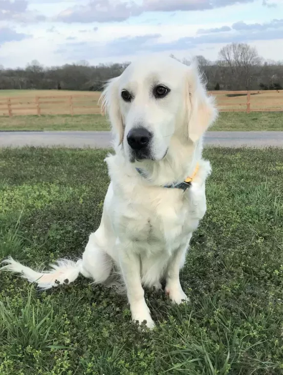 golden-retriever-puppies-for-sale-premium-english-cream-goldens-big-0