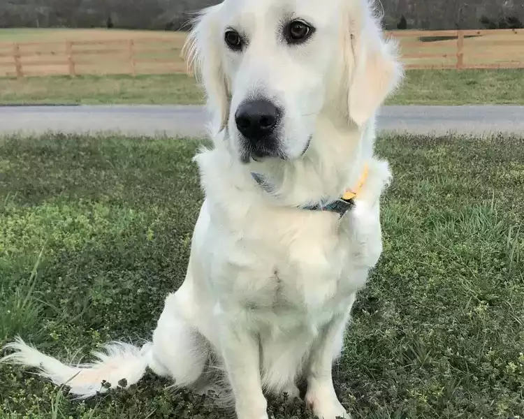golden-retriever-puppies-for-sale-premium-english-cream-goldens