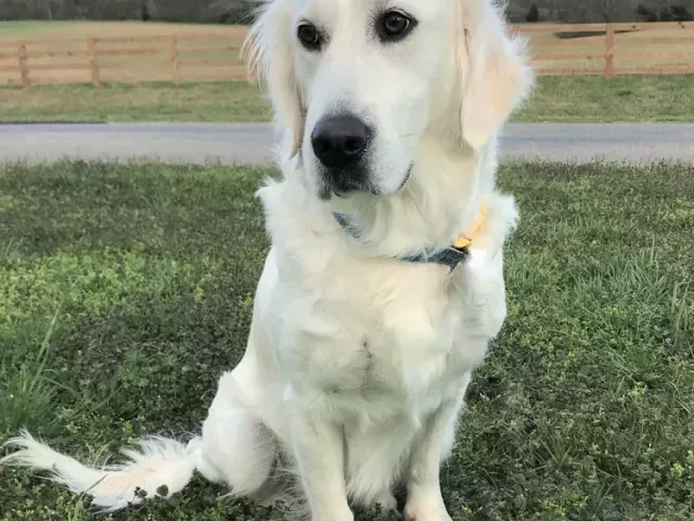 golden-retriever-puppies-for-sale-premium-english-cream-goldens