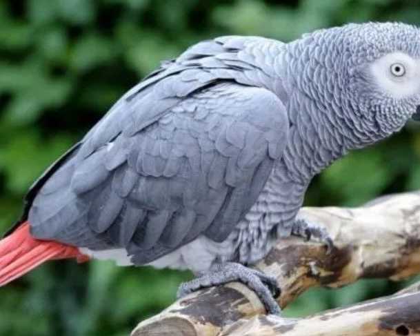 coco-african-grey-parrot-for-sale