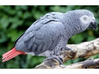 coco-african-grey-parrot-for-sale-small-0