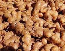 premium-ginger-exporter-delivering-quality-worldwide