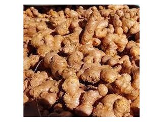 premium-ginger-exporter-delivering-quality-worldwide-small-0