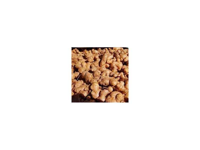 premium-ginger-exporter-delivering-quality-worldwide-small-0