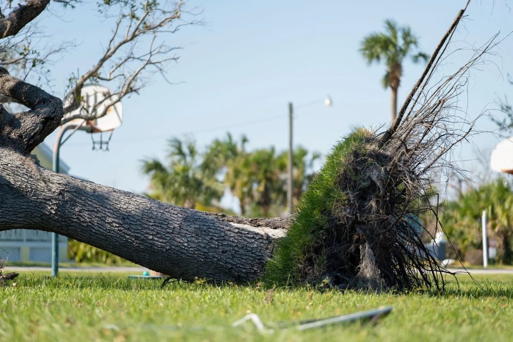 need-fast-tree-removal-in-hilo-call-arborist-services-today-big-0