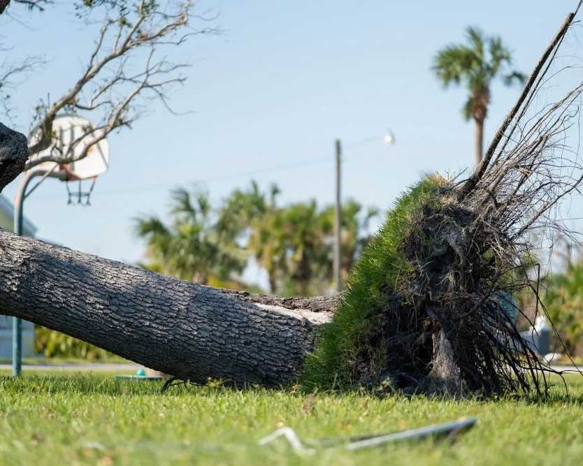 need-fast-tree-removal-in-hilo-call-arborist-services-today