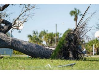 need-fast-tree-removal-in-hilo-call-arborist-services-today-small-0