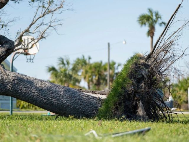 need-fast-tree-removal-in-hilo-call-arborist-services-today