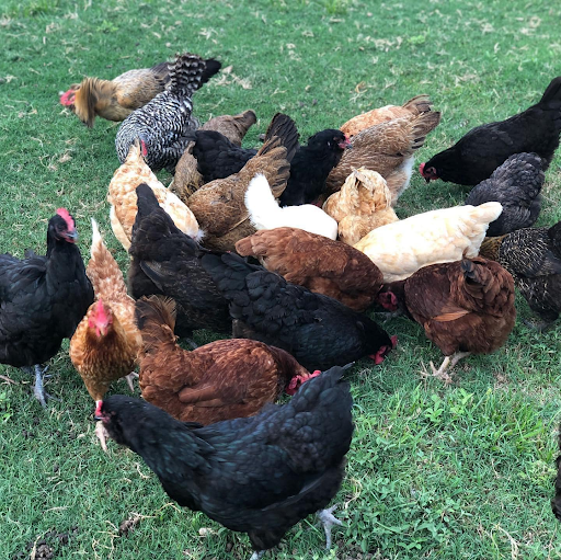 stock-up-smart-with-bulk-meat-deals-big-1