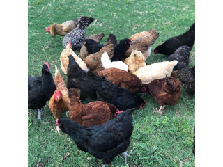 stock-up-smart-with-bulk-meat-deals-small-1