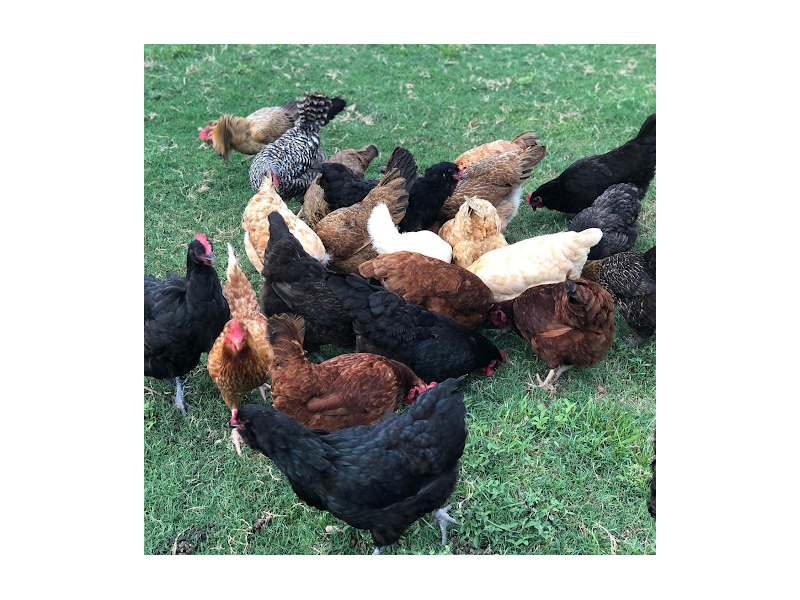 stock-up-smart-with-bulk-meat-deals-small-1