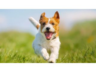 birdneck-animal-hospital-small-0