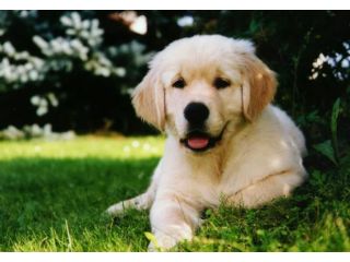 birdneck-animal-hospital-small-1