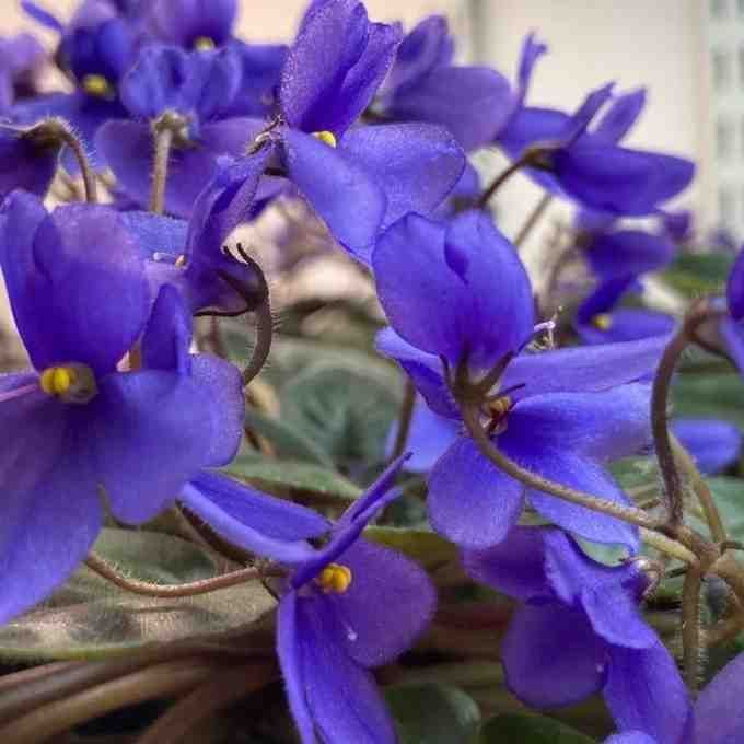 african-violet-seeds-school-project-big-0