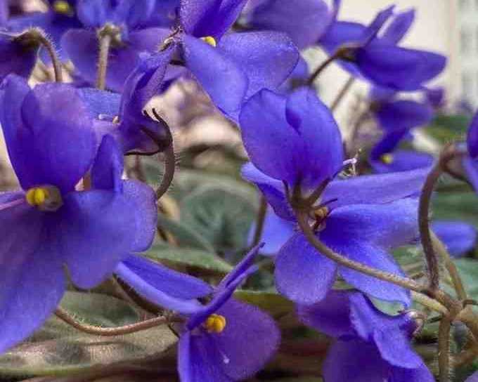 african-violet-seeds-school-project