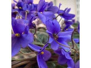 african-violet-seeds-school-project-small-0