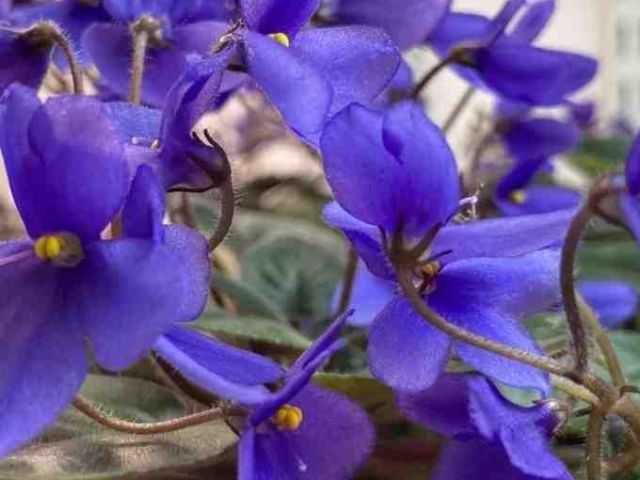 african-violet-seeds-school-project