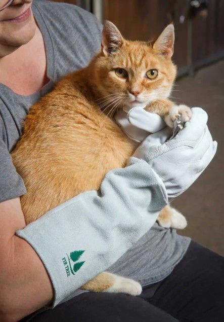 best-pet-grooming-gloves-for-cats-big-0