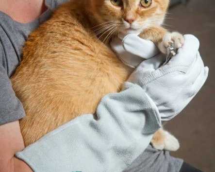 best-pet-grooming-gloves-for-cats