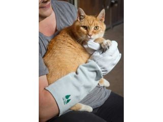 best-pet-grooming-gloves-for-cats-small-0