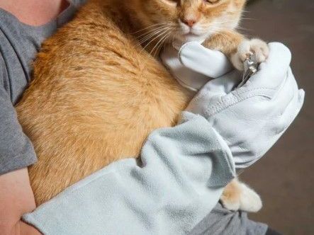 best-pet-grooming-gloves-for-cats