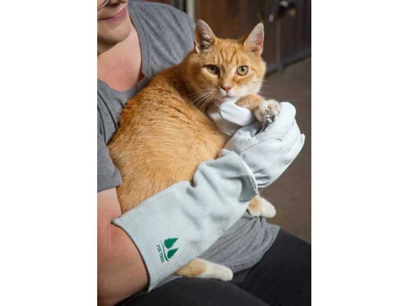 best-pet-grooming-gloves-for-cats-small-0