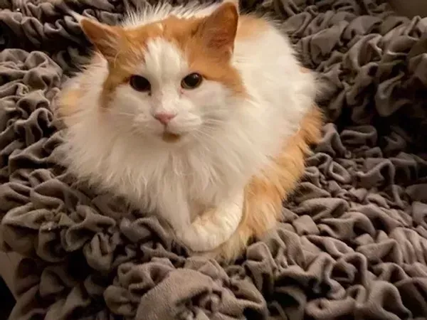 quality-affordable-pet-sitting-chesterfield-at-great-rates-big-0