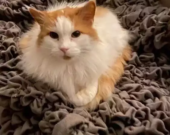 quality-affordable-pet-sitting-chesterfield-at-great-rates