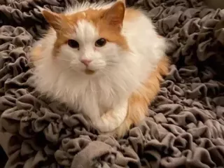quality-affordable-pet-sitting-chesterfield-at-great-rates-small-0