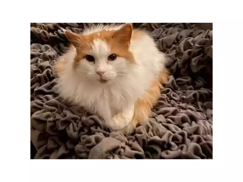 quality-affordable-pet-sitting-chesterfield-at-great-rates-small-0