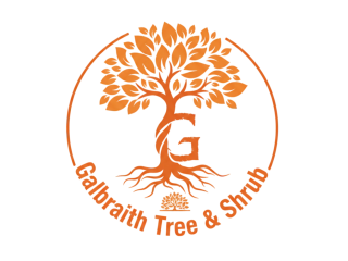 tree-removal-geneseo-safe-professional-local-experts-small-0