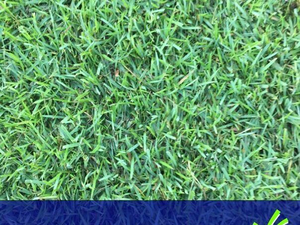 turf-supply-brisbane