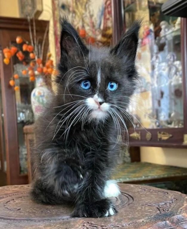 maine-coon-kitten-available-for-a-loving-home-big-1