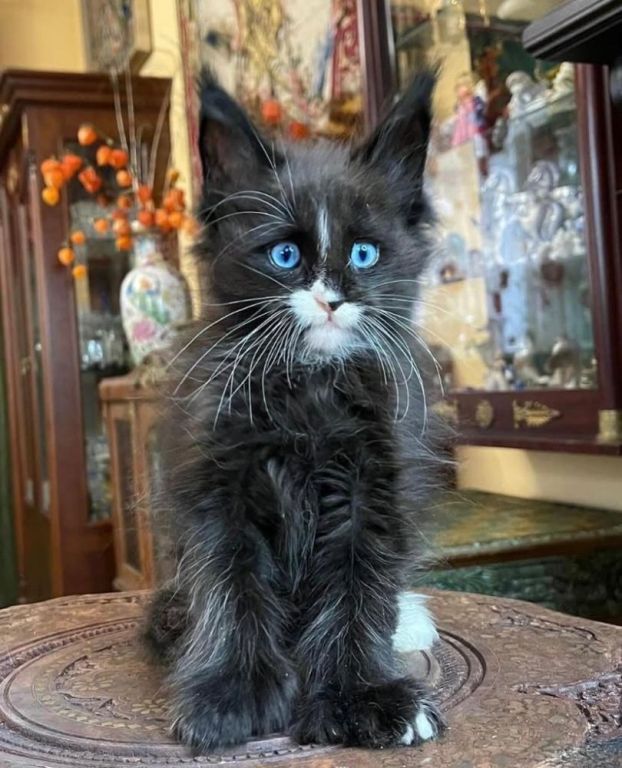 maine-coon-kitten-available-for-a-loving-home-big-2