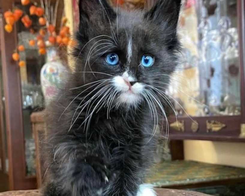 maine-coon-kitten-available-for-a-loving-home