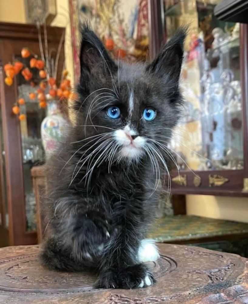 maine-coon-kitten-available-for-a-loving-home-big-0