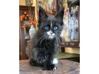 maine-coon-kitten-available-for-a-loving-home-small-0