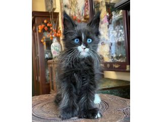 maine-coon-kitten-available-for-a-loving-home-small-2