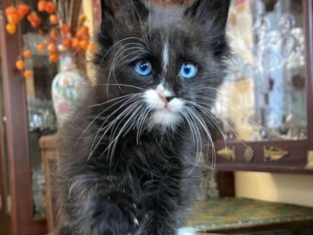 maine-coon-kitten-available-for-a-loving-home