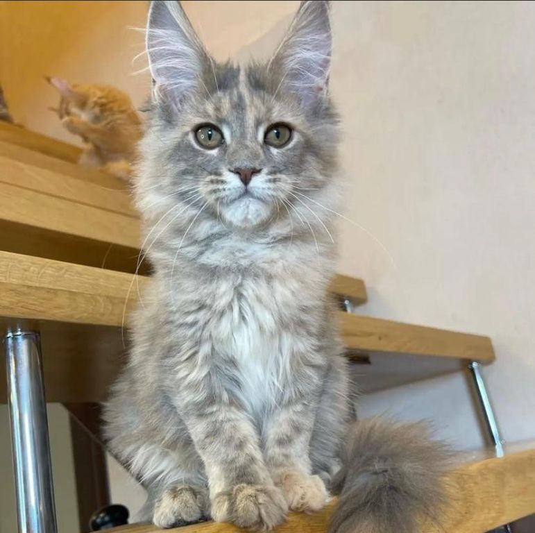 adorable-maine-coon-kitten-available-for-a-loving-home-big-0