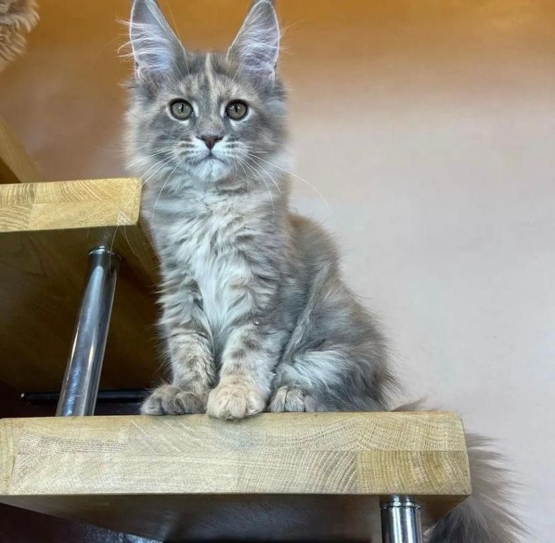 adorable-maine-coon-kitten-available-for-a-loving-home-big-1