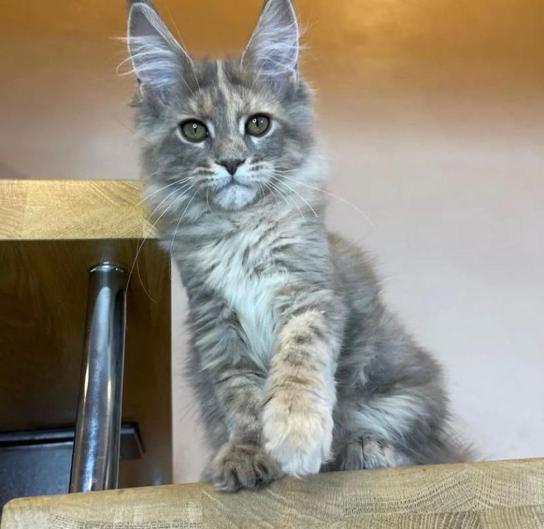 adorable-maine-coon-kitten-available-for-a-loving-home-big-2