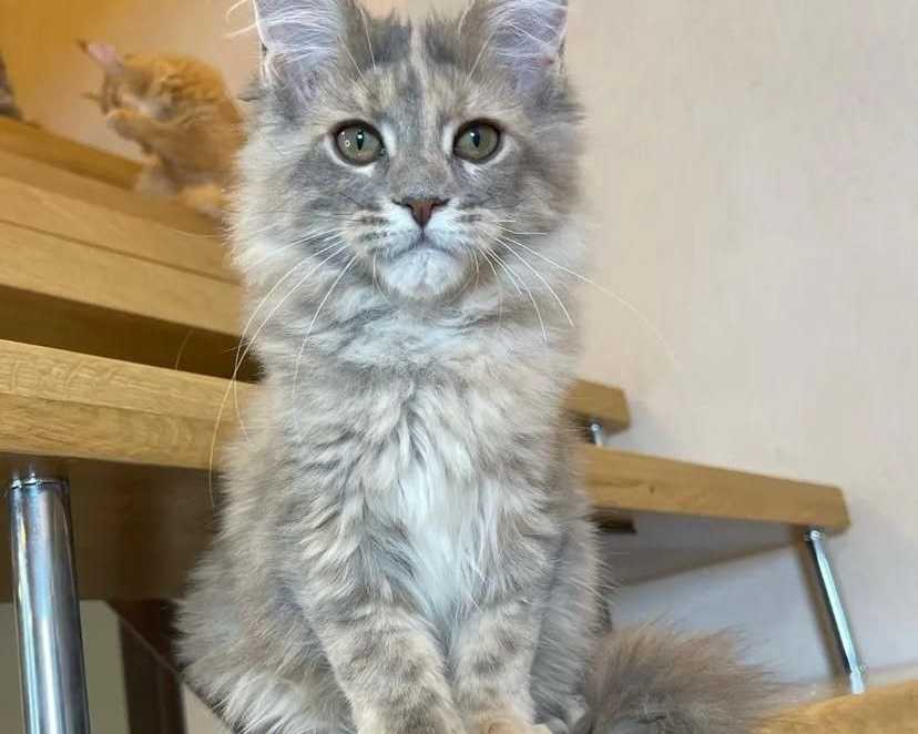 adorable-maine-coon-kitten-available-for-a-loving-home