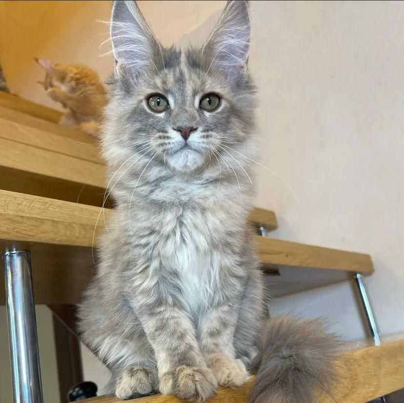 adorable-maine-coon-kitten-available-for-a-loving-home-big-0