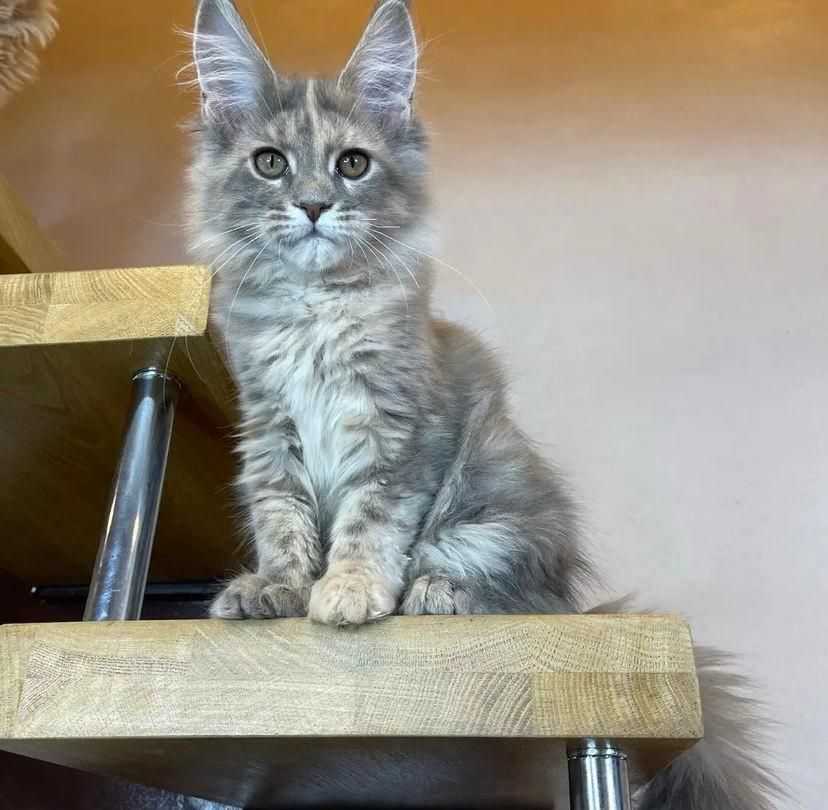 adorable-maine-coon-kitten-available-for-a-loving-home-big-1
