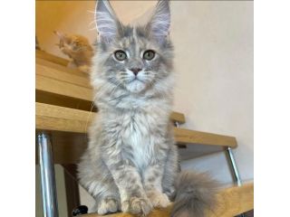 adorable-maine-coon-kitten-available-for-a-loving-home-small-0