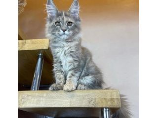 adorable-maine-coon-kitten-available-for-a-loving-home-small-1