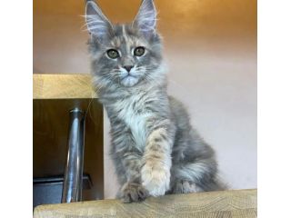 adorable-maine-coon-kitten-available-for-a-loving-home-small-2